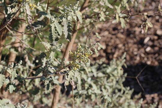 Karoo sagewood, Buddleia agglomere, Sneezebush, Buddleja glomerata, Scrophulariaceae