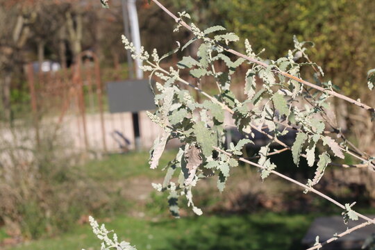 Karoo sagewood, Buddleia agglomere, Sneezebush, Buddleja glomerata, Scrophulariaceae