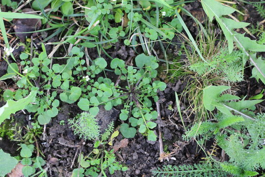 Common bittercress, Pepperweed, Cardamine hirsuta, Brassicaceae