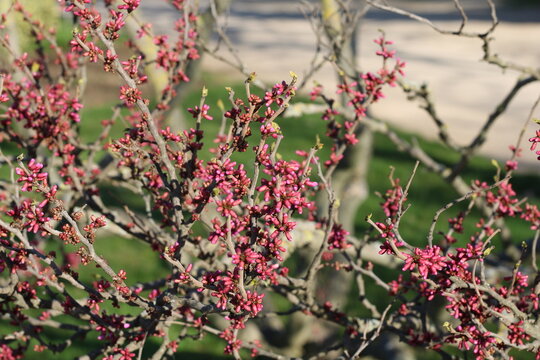Smooth Redbud, Gainier glabre, Cercis glabra, Fabaceae