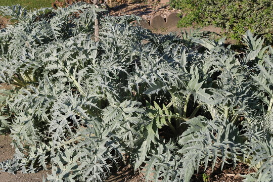 do plants have cholesterol Cholesterol Lowering Plant Sterol Gummies* from Piper Biosciences