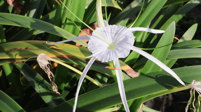 snake plant moonshine Sansevieria Moonshine For Sale, Care Guide & Growing Tips