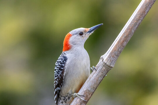 Red-bellied Woodpecker, Melanerpes carolinus, perfectly perched on a late afternoon in early Spring with soft bokeh background