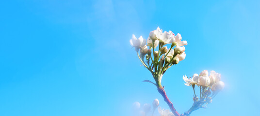 Fototapeta premium Delicate white flowers bloom on the branch with a soft blur effect, some buds remain dense, others softly open, warm light highlights the petals. Ideal for spring design or soft natural background
