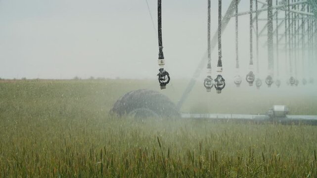 Wheat Field Center-Pivot Irrigation at Sunrise, Sprinklers in Motion