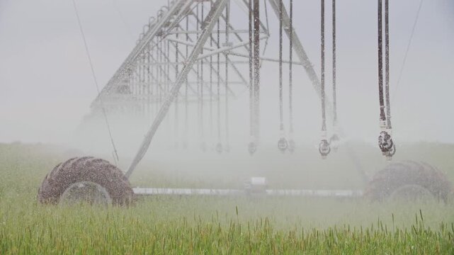 Large center pivot irrigation machine watering green wheat field in fog
