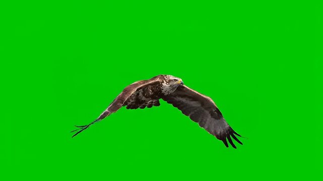 A Majestic Bird of Prey Soaring Through the Sky on a Green Screen Backdrop