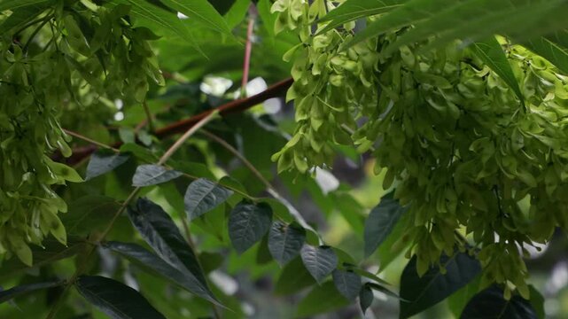 Large cluster of green winged seeds hanging from summer tree branch