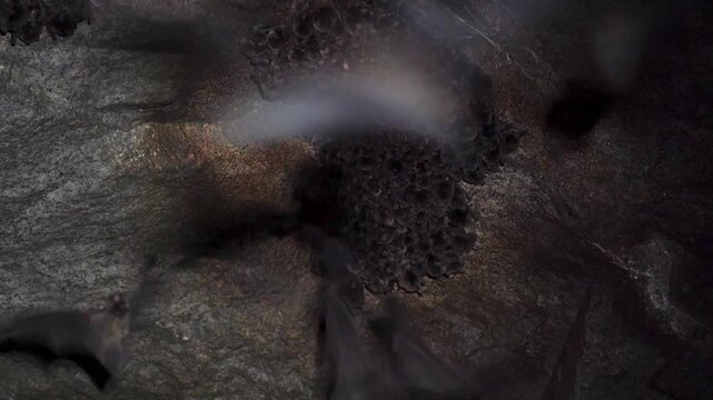 Colony of bats clustered on cave roof in dark natural habitat