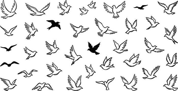 Flying bird silhouettes and outline doves collection, wings spread pigeon seagull swallow flight wildlife animal icons vector illustration isolated on transparent background