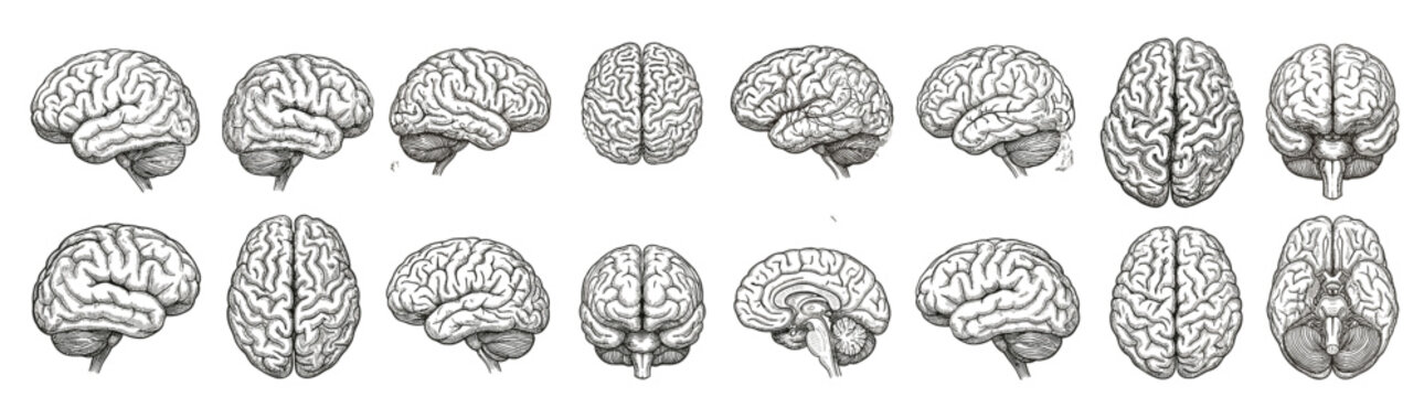 Comprehensive Human Brain Anatomy Illustration Set Presenting Multiple Detailed Views for Medical Education, Scientific Research, and Healthcare Concepts, Isolated on White
