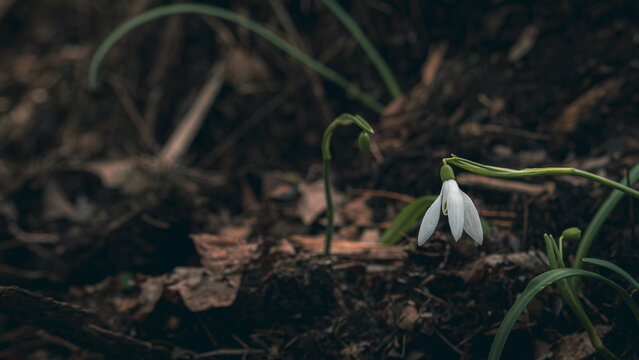 Galanthus nivalis rising from a winter sleep