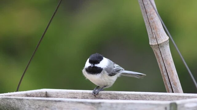 Adorable black capped Chickadee swings on wooden box and picks seeds to eat