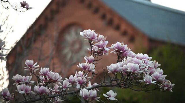 Blooming magnolia flowers at the Smithsonian Castle in Washington DC, surrounded by historic architecture on a spring day
