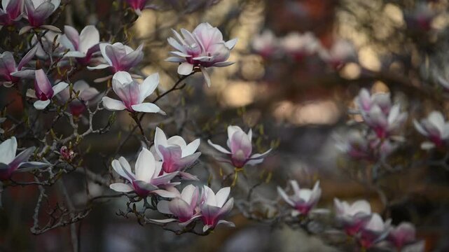 Soft Magnolia Flowers in Bloom at Smithsonian Gardens, Washington DC