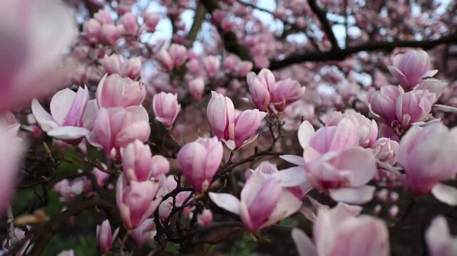 Cinematic push-in camera movement toward blooming magnolia flowers, revealing delicate white petals and spring blossoms in soft natural light