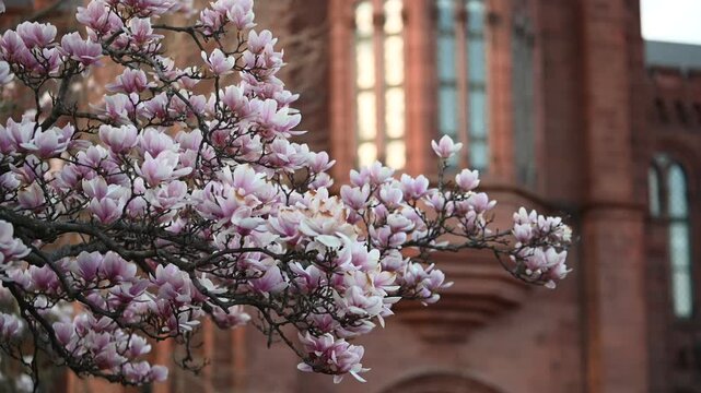 Blooming magnolia flowers gently swaying in the breeze at the Smithsonian Gardens in Washington, DC, with the historic Smithsonian Castle softly blurred in the background