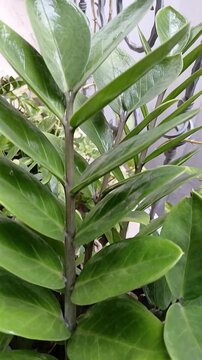 Close-up of Green Zz Plant Leaves