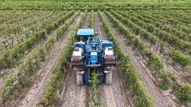 Drone shot of automated grape harvesting and logistics in the Cuyo region.
