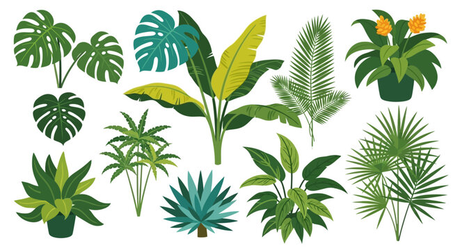 Collection of various tropical leafy plants. Vector Illustrations. EPS Editable