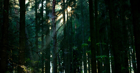 Obraz premium Sunlight breaks through trees in a dense forest during early morning hours in a woodland area