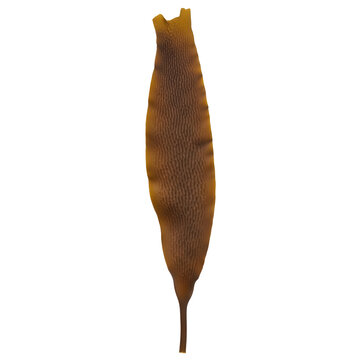 Brown seaweed leaf on transparent background