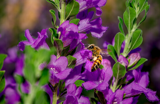 A honey bee collects pollen from a Texas Sage bush near Phoenix Arizona