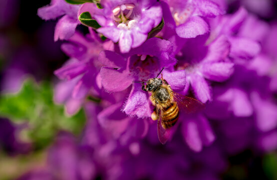A honey bee collects pollen from a Texas Sage bush near Phoenix Arizona