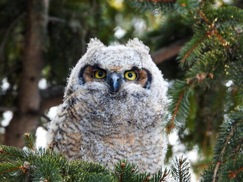 Great-horned Owlet at sunrise in the tall pine trees waiting for mom to bring some snacks.