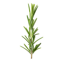 Fototapeta premium Fresh rosemary sprig on white background transparent background