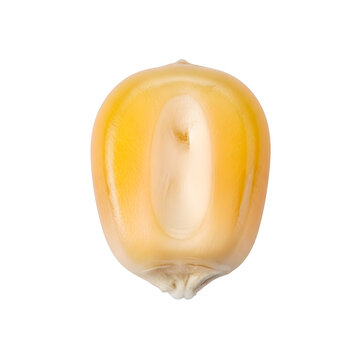 Single corn kernel isolated on white transparent background