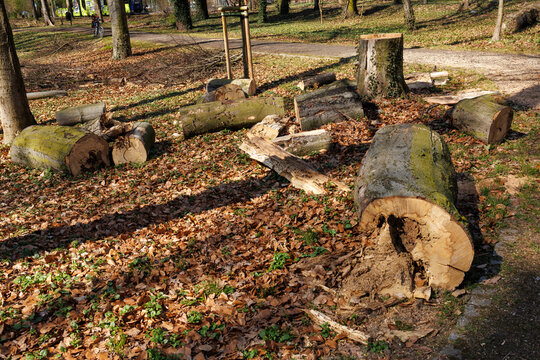 Felled trees and logs in park after cutting, urban tree removal and maintenance