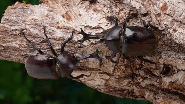 カブトムシのオス同士のケンカの4K動画　音声付き