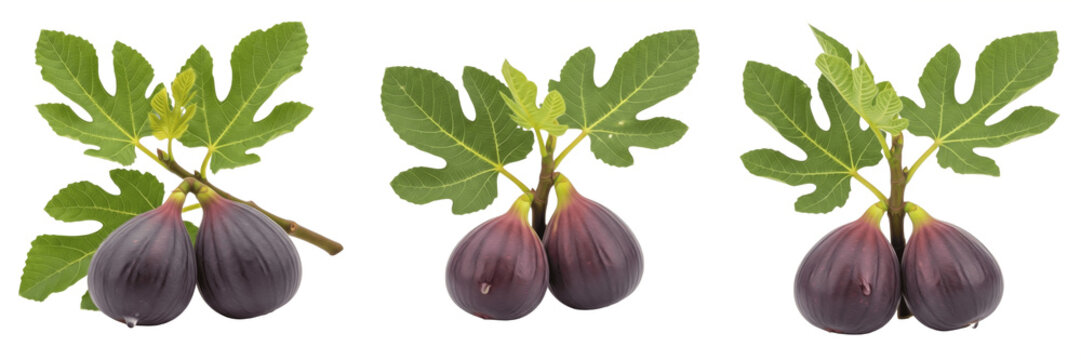 Purple fig pair with leaves on branch isolated on white background, Ficus carica two figs with stems fruit isolated clipping path studio fruit image clean background