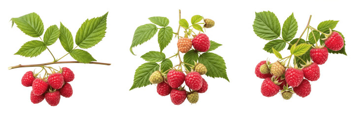 Raspberry fruits with serrated leaves on a branch isolated on white background, Rubus idaeus raspberry cluster berry fruit isolated clipping path studio fruit image clean background © BdGai