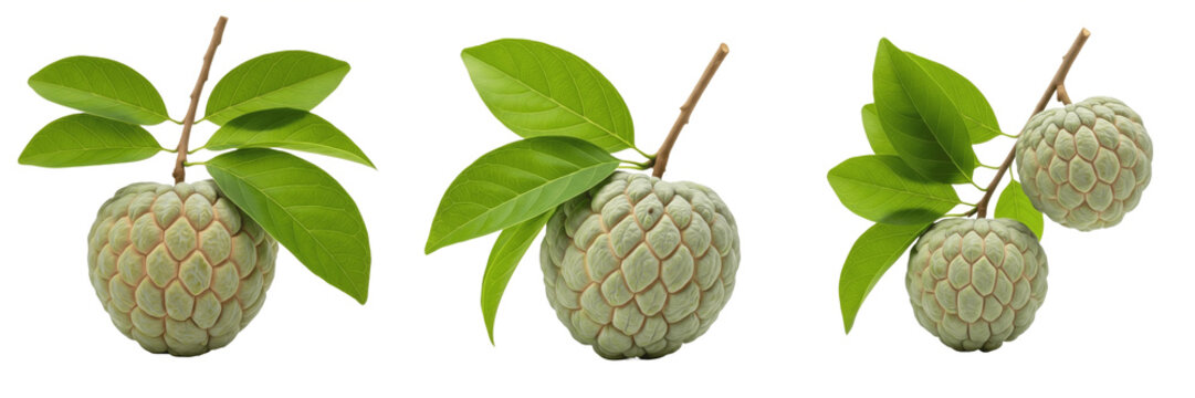 Sugar apple fruit with green leaves on a branch isolated on white background, Annona squamosa sugar apple tropical fruit isolated clipping path studio fruit image clean background