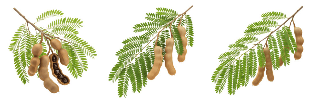 Tamarind pods with feather-like leaves on a branch isolated on white background, Tamarindus indica tamarind fruit pods legume tree isolated clipping path studio fruit image clean background