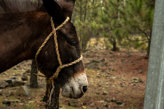 Mula de la monta&ntilde;a en republica dominicana