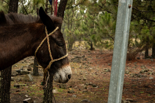 Mula de la monta&ntilde;a en republica dominicana