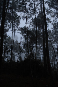 Bosque de la monta&ntilde;a 