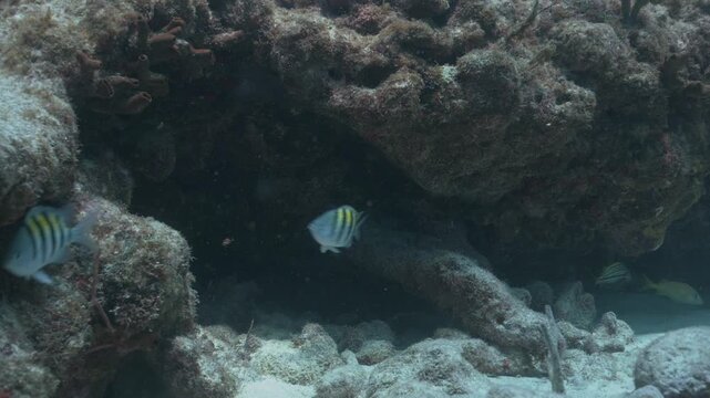 Sergeant major or pintano abudefduf saxatilis fish swimming underwater near coral reef