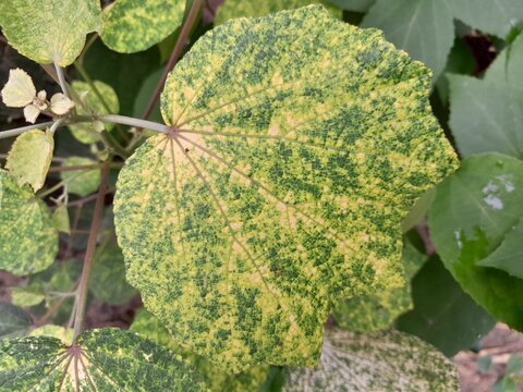Urena lobata plant leaves background isolated. Caesarweed leaves spotted variety medicinal harb plant. Urena lobata known as Congo jute. &nbsp;