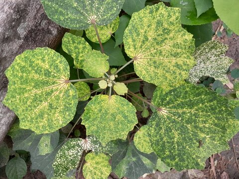 Urena lobata plant leaves background isolated. Caesarweed leaves spotted variety medicinal harb plant. Urena lobata known as Congo jute. &nbsp;
