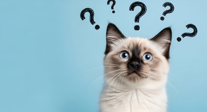 Confused cat with question marks above its head looking up with wide blue eyes on a solid light blue background representing pet curiosity and doubt
