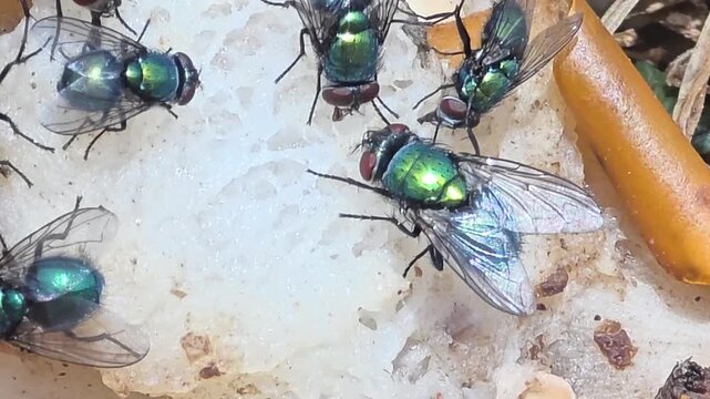 Detail of iridescent green bottle flies swarming on waste food.11

