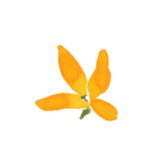 Fototapeta premium Yellow Forsythia Watercolor Flower Illustration