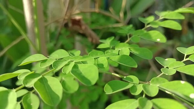 Fresh Moringa Oleifera leaves in natural sunlight. Superfood herbal plant for healthy lifestyle