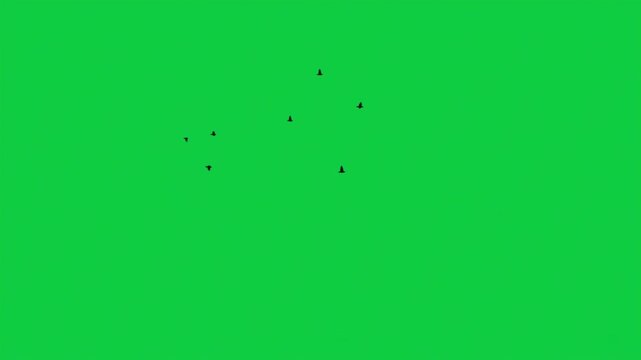 Sunset Sea Birds Pack &ndash; 5 Shots Cinematic Overlay VFX Green Screen