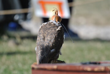 Jastrząb © Paulina Bielecka
