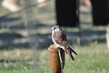 Jastrząb © Paulina Bielecka